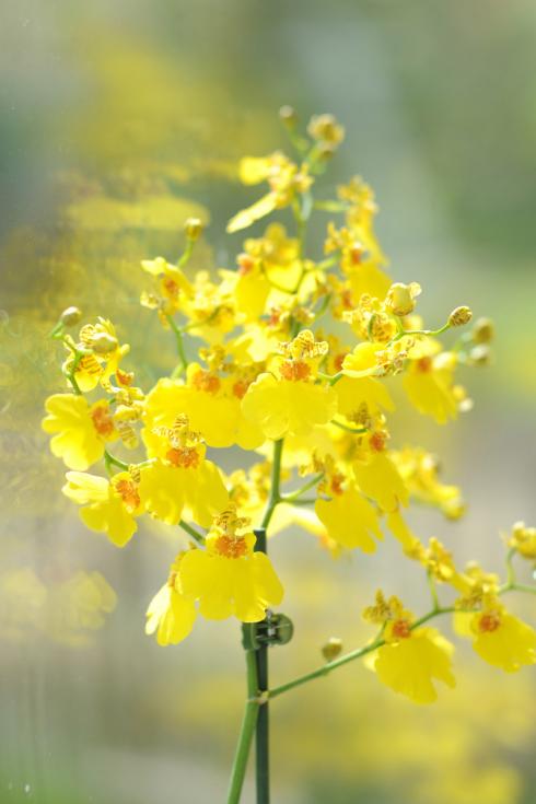 Bild Orchidsinfo: Heute ist die Kultur solch bezaubernder Exoten nichts Ungewöhnliches mehr und glücklicherweise werden für den Handel keine Exemplare mehr der Natur entnommen.