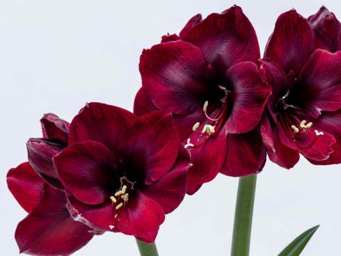 Bild flowel.de: Obwohl sie eigentlich eine Frühlingsblüherin ist, gehört die Amaryllis mittlerweile mit zu den beliebtesten Weihnachtspflanzen weltweit. 