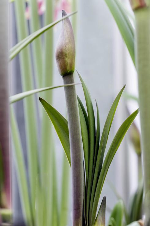 Bild flowel.de: Die Klassiker der Weihnachtszeit brauchen mindestens sechs bis acht Wochen, um aus der Blumenzwiebel imposante Stiele, Knospen und schliesslich eine eindrucksvolle Blüte zu entwickeln.