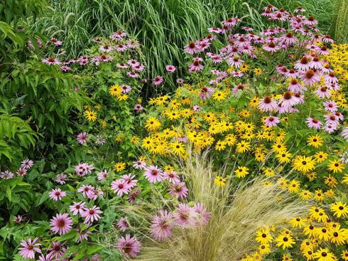 Bild BGL: Bei jeglichen Neupflanzungen ist es sinnvoll, hitze- und trockenheitsresistente Pflanzen zu wählen, wie zB. Rudbeckia und Echinacea.