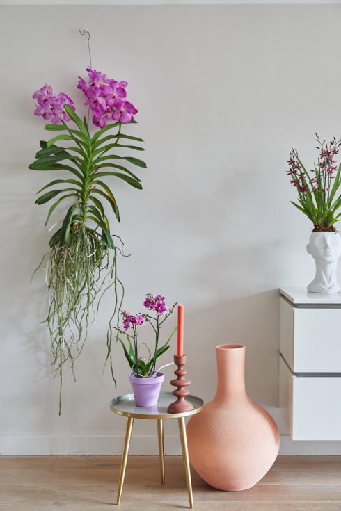 Bild Orchidsinfo: Mit etwas locker gebundenem Draht kann man Vanda-Orchideen ganz ohne Topf an der Wand befestigen. Eine solche Inszenierung ist überraschend anders und lässt die Pflanze wie ein lebendes Kunstwerk erscheinen. 