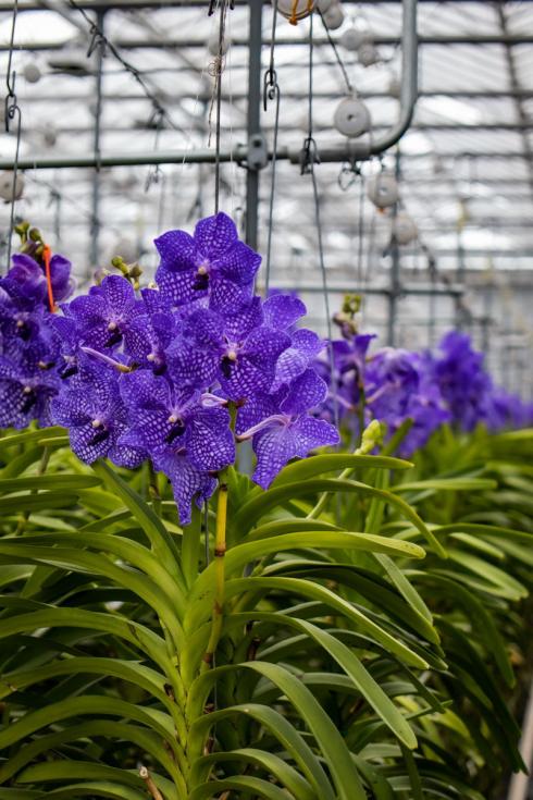 Bild Orchidsinfo: Neben einigen Vanda Wildformen werden heute vor allem grossblütige Kreuzungen in den Gew‰chsh‰usern der G‰rtnereien kultiviert. Dass es die Pflanzen auch in verschiedenen Blautönen gibt, macht sie in der Welt der Orchideen einzigartig. 