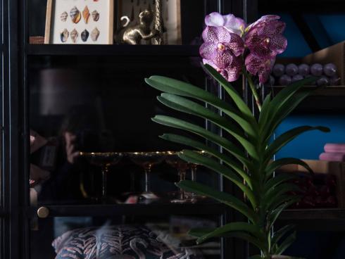 Bild Orchidsinfo: Vanda-Orchideen werden als Zimmerpflanzen immer beliebter. Der Grund ist offensichtlich: ihre exotische Erscheinung und die beeindruckende Blütenpracht.