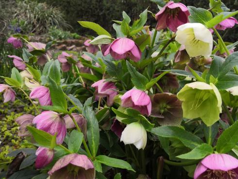 Bild BGL: Auch unter den Stauden gibt es eindrucksvolle Winterblüher. Die bekannteste ist sicher die Christrose (Helleborus). 