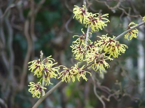 Bild BGL: Eine Reihe von Gehölzen zeigt sich ebenfalls schon früh im Jahr mit Blüten: hier die Zaubernuss (Hamamelis). 