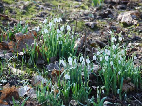 Bild BGL: Der Name des Schneeglöckchen (Galanthus) kommt nicht von ungefähr: Die kleine Zwiebelblume blüht schon im tiefsten Winter ohne Schaden zu nehmen.  