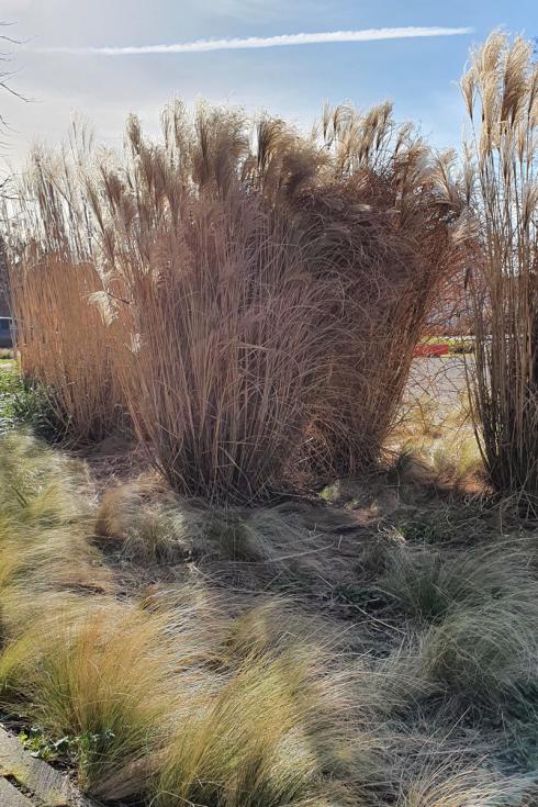 Bild elegrass: Das Schilfgras, Miscanthus, vor dem Schnitt im späten Winter. Das Federgras, Stipa, (im Vordergrund) reagiert auf Schnitt empfindlich. Ein Kämmen mit dem Rechen ist eine praktische Alternative für alle, die es ordentlich wollen.