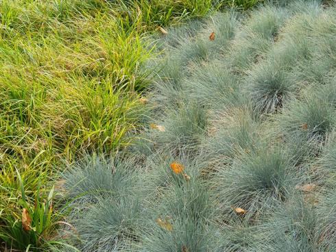Bild elegrass: Wintergrüne Gräser, wie z.B. der Blauschwingel, brauchen keinen Schnitt und bedecken den Boden ganzjährig mit Struktur und Farbe.