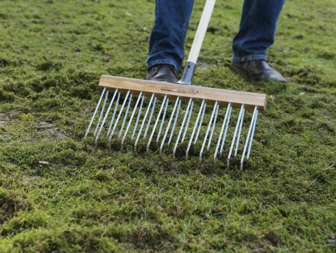 Bild Hauert Manna: Damit die Halme genug Licht bekommen und ausreichend Platz haben, um ungestört zu wachsen, empfiehlt es sich, Moosflechten und abgestorbene Pflanzenteile im Frühjahr gründlich von der Rasenfläche zu entfernen.