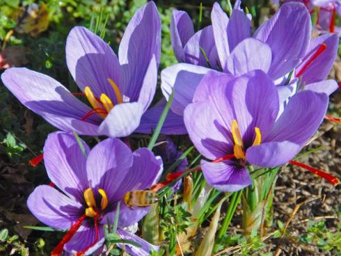 Bild fluwel.de: Bekannt ist der Safran-Krokus vornehmlich für seine dreiteiligen Stempel. Diese ragen im Oktober vorwitzig aus seinen lilafarbenen Blüten heraus.
