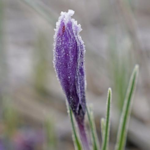 Bild fluwel.de: Mit den klimatischen Bedingungen in Mitteleuropa kommt der Safran-Krokus gut zurecht. Selbst strenge Frostperioden oder Schnee sind für ihn kein Problem.