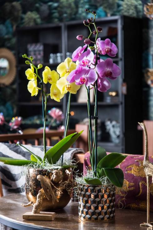 Bild Orchidsinfo: Zu den beliebtesten Topfpflanzen gehören heute Zuchtformen der Phalaenopsis, die auch Schmetterlingsorchideen genannt werden. 