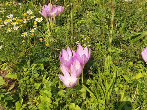 Bild BGL: Eine Blumenwiese mit grosser Artenvielfalt ist hohe Kunst. 