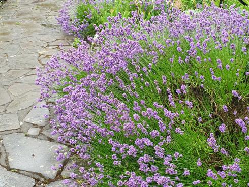 Bild BGL: Lavendel ist für die neuen Klimabedingungen bestens gerüstet und im Garten ein duftender Wegbegleiter, auch nach und vor der Blüte.