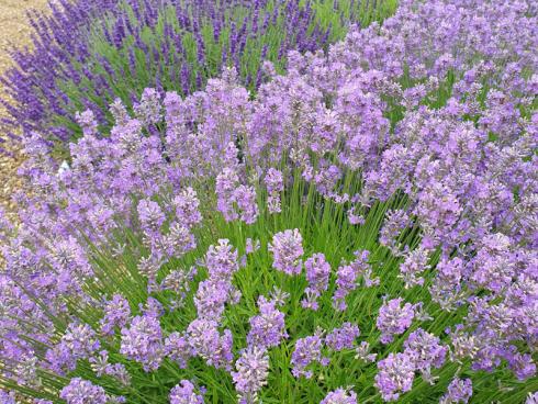 Bild Helix:  Wer Englischen Lavendel erwerben will, braucht nicht unbedingt nach Kent zu reisen, sondern kann viele Sorten direkt bei der Gärtnerei Helix Pflanzen in Deutschland bestellen. 