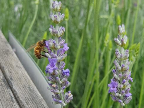 Bild Helix:  Schönheit und vor allem Duft stehen bei Lavendel im Vordergrund, aber die Genügsamkeit der Pflanzen, ihre Trockenverträglichkeit, ihre Anziehungskraft für Insekten und schlieﬂlich ihre Sommerhärte stehen mittlerweile genauso hoch im Kurs. 