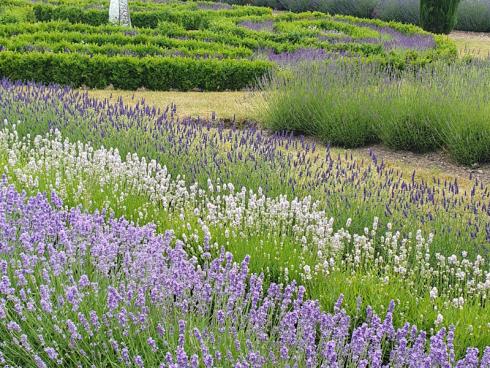 Bild Helix:  Jetzt ist die Lavendelhochzeit! Die Gärtnerei Downderry Nursery ist an Wochenenden bis Ende September für Besucher geöffnet. Wer also im Urlaub in England ist, sollte sich dieses gärtnerische Kleinod in Kent nicht entgehen lassen. 