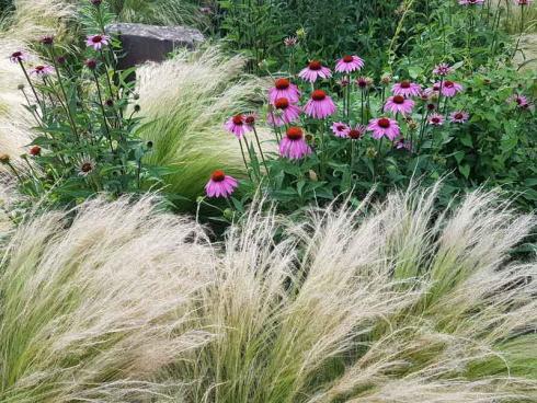 Bild BGL: Ziergräser und Stauden aus der amerikanischen Prärie wie Sonnenhut (Echinacea) kommen auch mit hohen Temperaturen und Trockenperioden gut zurecht.