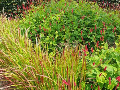 Bild elegrass: Ein sehr interessanter roter Garten: Vor dem Hintergrund einer Rotbuchenhecke steht der Kerzenknöterich eingerahmt mit dem Blutgras 'Red Baron'.