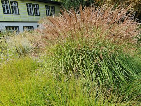 Bild elegrass: Das Schilfgras (Miscanthus sinensis) mit rötlichen Wedeln.