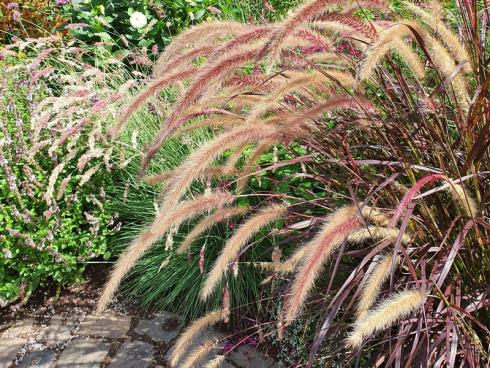 Bild elegrass: Lampenputzergräser machen im Sommer viel her. Diese Art schmückt sich sogar mit roten &quot;Federn&quot;.