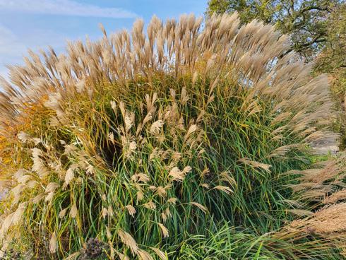 Bild elegrass: Ein Gras zum Hinhören: Das Schilfgras (Miscanthus sinensis), eines der auffallendsten Warm-Season-Gräser, macht wirklich viel her.