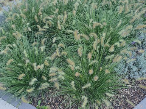 Bild elegrass: Das Lampenputzergras (Pennisetum alopecuroides) ist ein Süﬂgras und gehört zu den Gräsern, die warme Sommer lieben.