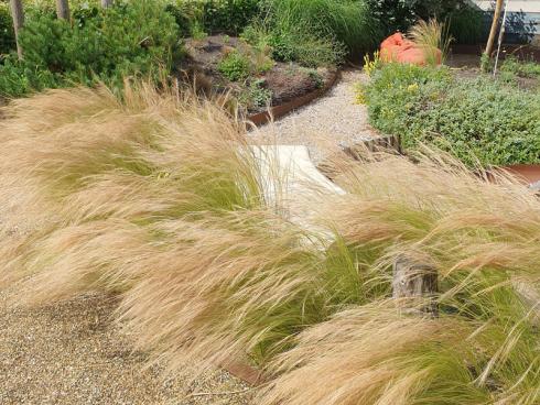 Bild elegrass: Das Dünnblättrige Federgras (Stipa tenuissima) will berührt werden. 