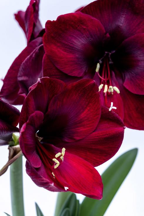 Bild fluwel.de: Vor allem in klassischem Rot sind Amaryllis in den Wochen vor dem grossen Fest heiss begehrt. 