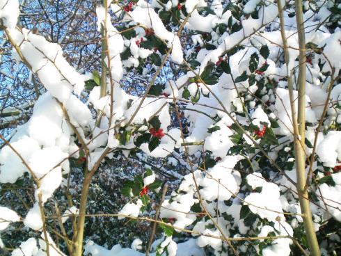 Bild BGL: Die dekorativen Früchte der Hecken dienen als wertvolle Nahrungsquelle und unterstützen damit effektiv die Biodiversität der heimischen Vogelarten.