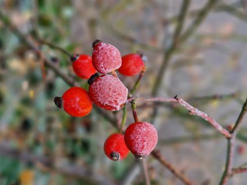 Bild BGL: Sehnt man sich nach dem Anblick der kleinen und äuﬂerst beweglichen Schwanzmeise und will diese im Winter versorgen, bietet sich beispielsweise die Hagebutte für den eigenen Garten an. 