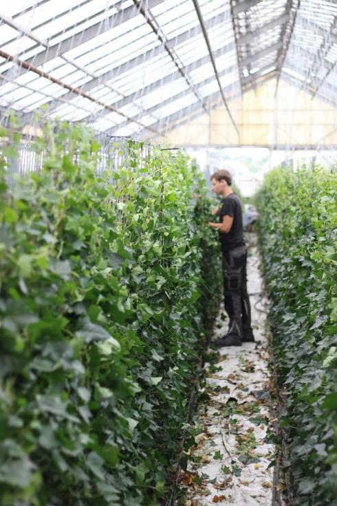 Foto: Helix. - Kernstück der 'Hecke am laufenden Meter' sind witterungsbeständige Metallgitter, an denen in unserer Gärtnerei Kletter- und Schlingpflanzen zwei Jahre lang vorgezogen und eingeflochten werden, so dass sie eine attraktive Blätterwand bilden. 