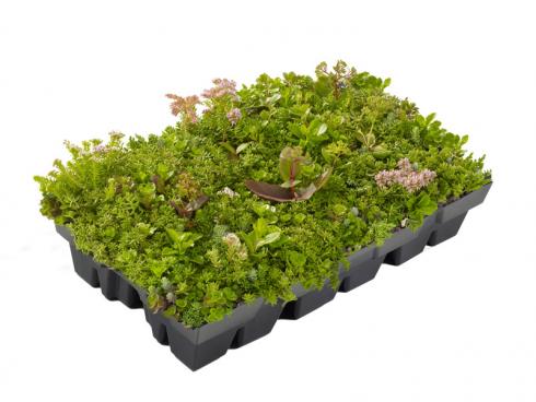 Bild Helix: Die GrünDach Kassetten sind bei der Lieferung bereits mit Pflanzen bestückt, die mit den sehr wechselhaften Klimabedingungen, wie sie auf Dächern herrschen, gut zurechtkommen. 