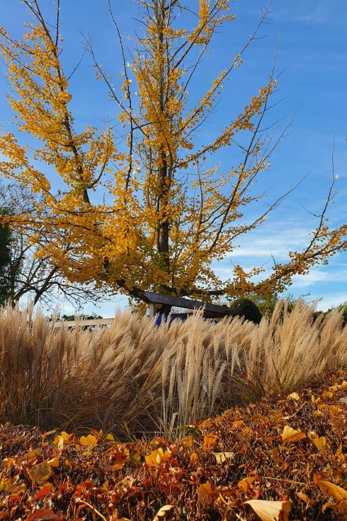 Foto: BGL. - Herrlich, wie sich das Licht der herbstlichen Sonne in den Halmen der Gräser und den herabgefallenen goldenen Blättern der Bäume verfängt. Zu schön, um sie zu entfernen!