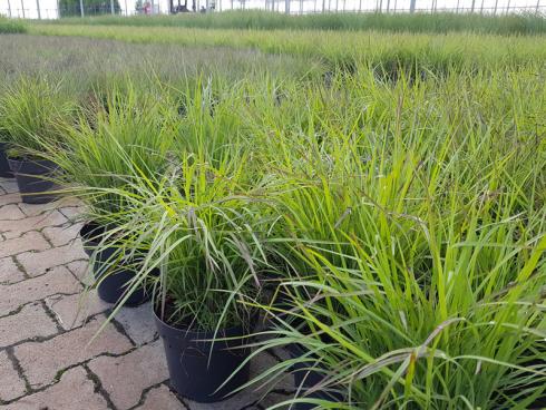 Foto: elegrass. - Gräser für den Hausgarten werden heute schon in stattlichen Topfgrößen angeboten. Hier warten sie in der Gärtnerei auf den Transport in den Handel. 