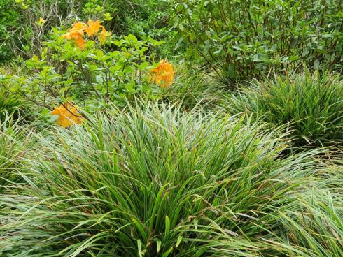 Foto: elegrass. - Bodendeckende Gräser, wie beispielsweise viele Arten der Seggen (Carex), gedeihen im Schatten und in der Sonne, sie schlucken Laub und sind wintergrün. 