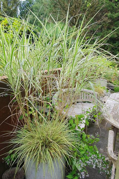 Foto: elegrass. - Gräser machen übrigens auch im Topf neben dem Sitzplatz eine gute Figur. 