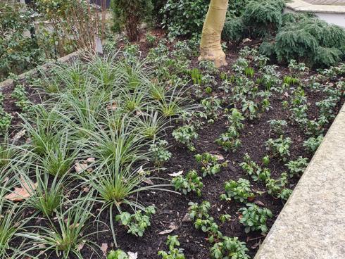 Foto: elegrass. - Frisch gepflanzt. Ein pflegeleichter Vorgarten entsteht mit niedrigen Bodendeckern und schwingenden Gräsern. 
