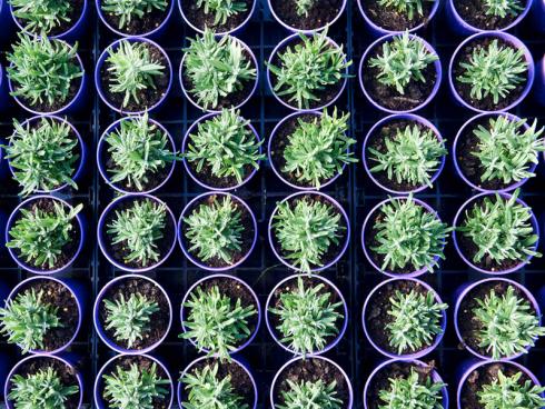 Foto: Helix. - Lavendel kann das ganze Jahr über gepflanzt werden - vorausgesetzt, es besteht keine Frostgefahr. In manchen Regionen Deutschlands wartet man also zur Sicherheit bis etwa Mitte Mai.