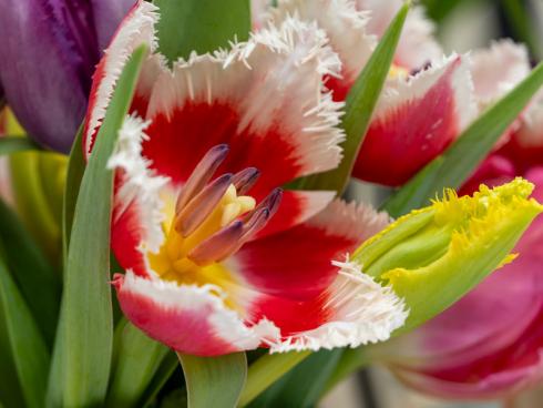 Foto: TPN/ibulb. - Das exotisches Aussehen der Crispa-Tulpen wird vor allem dann unterstrichen, wenn der gefranste Rand auch farblich vom restlichen Blütenton abweicht.