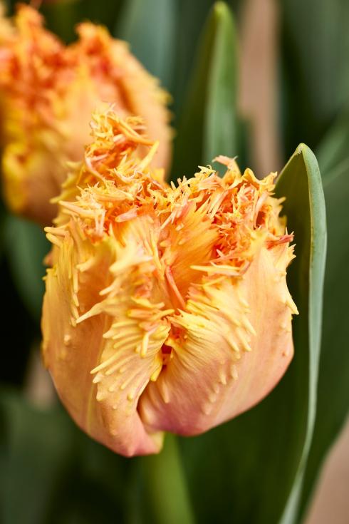 Foto: TPN/ibulb. - Die charakteristischen Fransen können sich bei Crispa-Tulpen sehr unterschiedlich darstellen. Bei einigen sind die Blütenränder lediglich mit feinen Einkerbungen versehen oder wirken wie mit zarten Kristallen von Raureif gesäumt, bei anderen zeigen sich längere, fedrige Spitzen. 