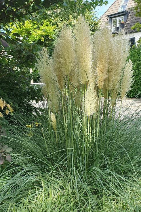 Foto: elegrass. - Urbaner Vorgarten mit Pampasgras (Cortaderia) als fedriger Blickfang und zu Füßen Carex 'Ice Dance' als Bodendecker. 