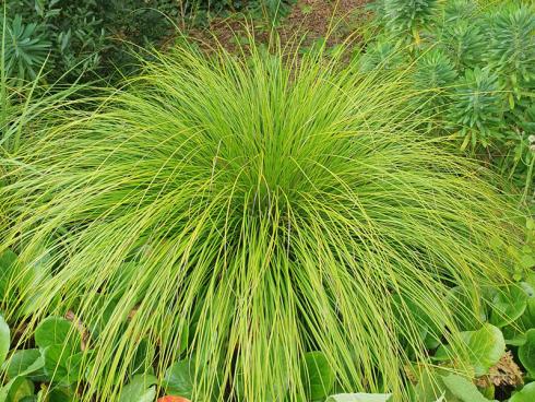 Foto: elegrass. - Von den Seggen gibt es über 2000 Arten auf der Welt. Manche haben sehr feines, überhängendes Laub und lassen sich gut mit Stauden kombinieren. 