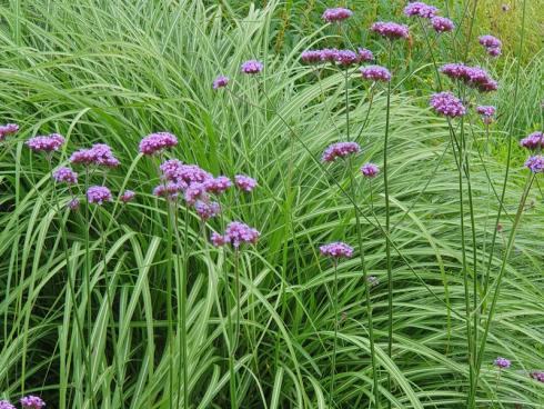 Foto: elegrass. - Dynamisches Gräserbeet mit Verbena bonariensis, kein großer Aufwand für viel Attraktivität.