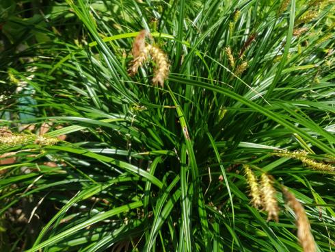 Foto: elegrass. - Seggen (hier Carex morrowii) gedeihen auch problemlos im Topf. Derzeit blühen sie unscheinbar in kleinen Ähren. Ihre Pollen sind übrigens für Allergiker völlig unproblematisch.
