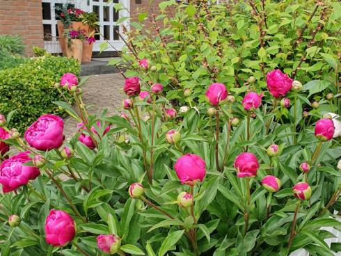 Foto: BGL. - Für diesen Garten wechselt man doch gern die Straßenseite und steckt seine Nase in die offene Blüte der Pfingstrosen.