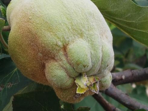 Foto: BGL. - Die Früchte der &quot;echten&quot; Quitte (Cydonia oblonga) sind eingekocht ein Gaumenschmaus. Sie reifen im Oktober, duften herrlich und sollten vor dem ersten Frost geerntet werden. 