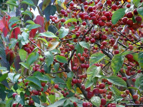 Foto: BGL. - Die kleinen Zieräpfelchen sind für Vögel perfektes Winterfutter, denn die Steinfrüchte bleiben sehr lange am Baum. Für uns Menschen lässt sich aus den kirschgroßen Früchten köstliches Gelee oder Most herstellen.