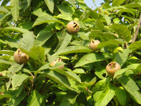 Foto: BGL. - Äußerst gesund sind die Vitamin-C-reichen Früchte der Echten Mispel (Mespilus germanica). Ihr Geschmack wird als Mischung aus Birne, Feige und Dattel beschrieben. 