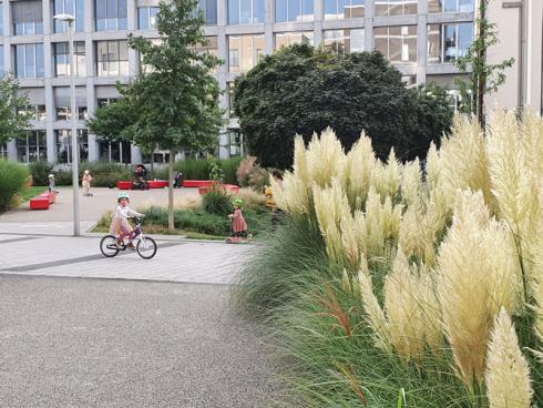 Bild elegrass.: Im öffentlichen Freiraum macht die Cortaderia vor allem in der zweiten Hälfte des Jahres sehr viel her. Die fedrigen Ähren glänzen in der Sonne und wiegen sich im Wind und das alles mit sehr wenig Pflegeaufwand. 